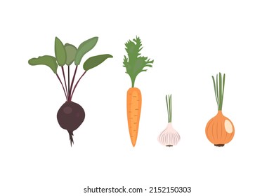 Set of vegetables. Beets, carrots, garlic, onions. Stock vector illustration eps10.