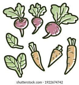 Set of vegetables. Beets, carrots, lettuce. Lineart. Colorful. Vector illustration. 