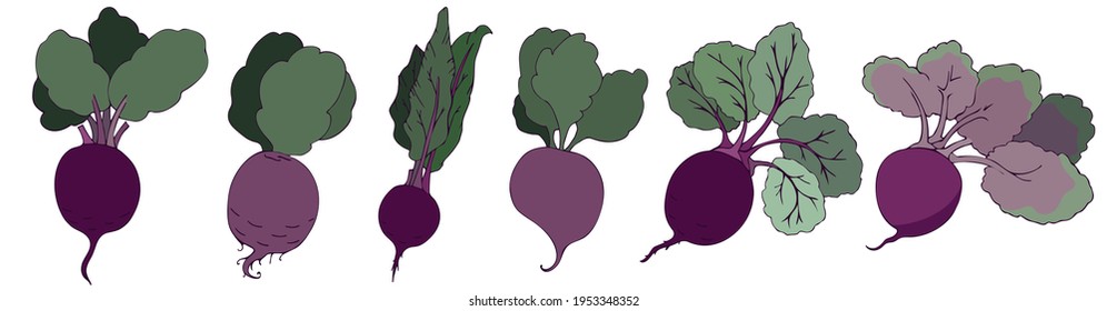 A set of vegetables, beets with green leaves, in color. Isolated objects on a white background, vector illustration. Summer season