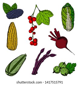 Set of vegetables and berries. Vector cartoon illustrations. Isolated objects on a white background. Hand-drawn style. Sketches of food.