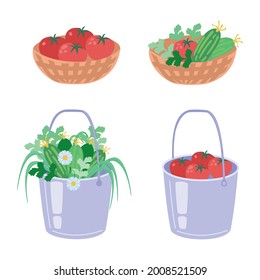 Set of vegetables. Bucket with cucumbers and herbs basket with tomatoes. Harvesting. Vector illustration isolated on white background.