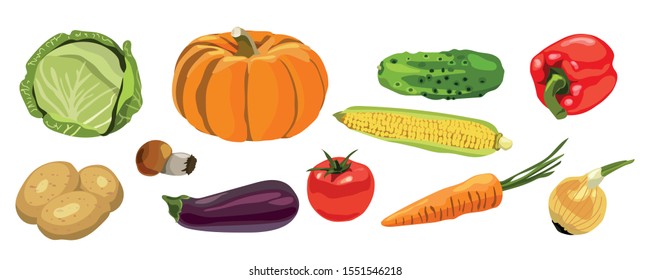 Set of vegetables, cabbage, pumpkin, cucumber, pepper, potatoes, mushrooms, eggplant, tomato, corn, carrots, onions. Vector clipart