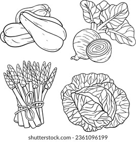 Set of vegetables - cabbage, radish, asparagus, sechium edule Vector isolated elements for design. Autumn harvest, black and white, black line vector