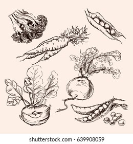 Set of vegetables: carrot, broccoli, peas, kohlrabi, turnips. Vector illustration isolated. Hand drawn sketch. The season of harvest. Natural organic food.
