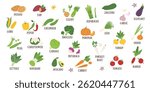 Set of vegetables cliparts isolated on white background. Gardening, food, healthy eating and harvest concept. Vector flat hand drawn illustration.