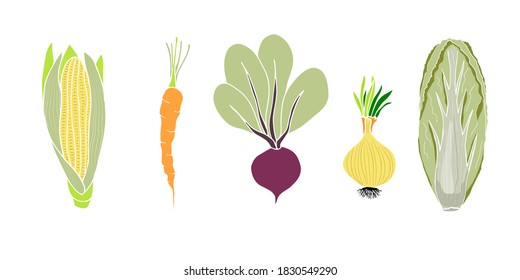 Set of vegetables - corn, carrots, beets, onions, peking cabbage. Vector doodle elements for design. Autumn harvest.