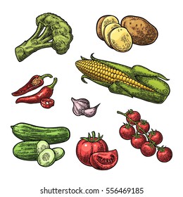 Set vegetables. Cucumbers, Garlic, Corn, Pepper, Broccoli, Potato and Tomato. Isolated on the white background. Vector color hand drawn vintage engraving illustration for poster, label and menu.