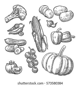 Set vegetables. Cucumbers, Garlic, Corn, Pepper, Broccoli, Potato and Tomato. Isolated on the white background. Vector black hand drawn vintage engraving illustration for poster, label and menu.