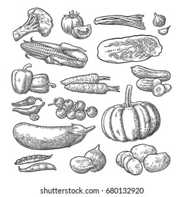 Set vegetables. Cucumbers, Napa cabbage, Pea pod, Onoin, Garlic, Corn, Pepper, Broccoli, Potato and Tomato. Isolated on the white background. Vector black hand drawn vintage engraving illustration