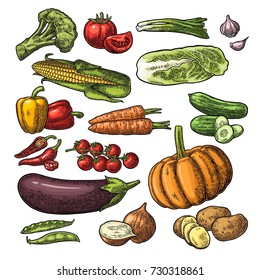 Set vegetables. Cucumbers, Napa cabbage, Pea pod, Onion, Garlic, Corn, Pepper, Broccoli, Potato and Tomato. Isolated on the white background. Vector black hand drawn vintage engraving illustration