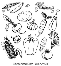 Set of Vegetables doodles vector.peas, beans, potatoes, beets, onions, eggplant, garlic, corn, pepper, cucumber, tomato, lettuce. black and white drawing