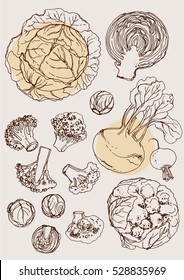 Set of vegetables. Fresh food. Cabbage, Blockley, kohlrabi, cauliflower, Brussels sprouts  line drawn on a white background. Vector illustration. Coloring for adults