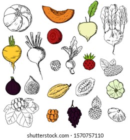 Set of vegetables, fruits and berries. Vector cartoon illustration. Isolated objects on a white background. Hand-drawn style.