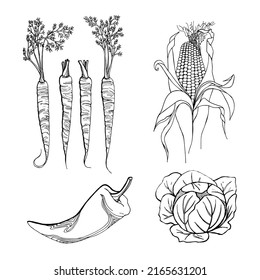A set of vegetables from the garden: cabbage, carrots, peppers and corn