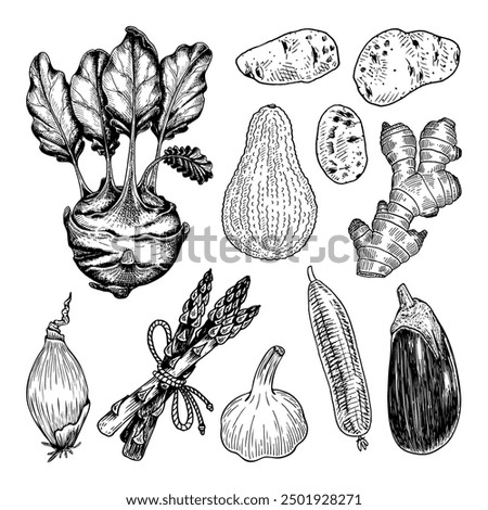 Set vegetables garden hand drawn doodle. Fresh roots, leaves for eating. Potatoes, garlic, asparagus, avocado, cucumber, ginger, eggplant, onion, cabbage, kohlrabi. Vector line art illustration.