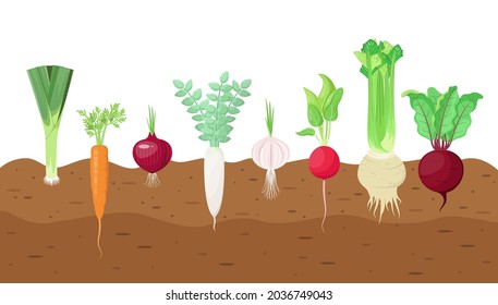 A set of vegetables in the garden. Leeks, carrots, onions, radishes, garlic, celery and beets grow in the ground.