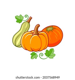 Set vegetables with green leaves in cartoon style. Pumpkins in orange, green and yellow colors isolated on white background. Idea for a packing, poster, sticker, postcard, web design and so on.