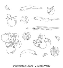 set of vegetables hand drawing outline. Tomatoes, hot peppers, garlic and onions.