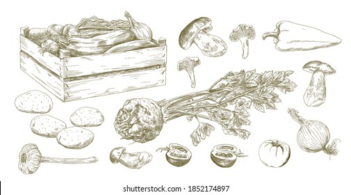 Set of vegetables, hand drawn set