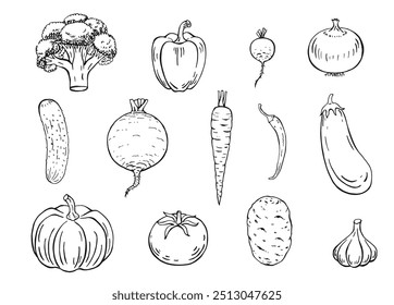 Set of vegetables. Hand drawn garden vegetable collection.