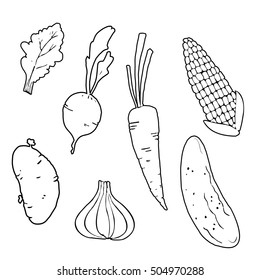 Set of vegetables. Hand drown. Potato, cucumber, salad, corn, carrot, beet, onion, root crop.