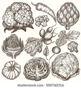 Set of vegetables handdrawn illustrations, in sketch, engraving style. Detailed isolated elements on white background, perfect for menu, book design. Vintage retro food images. 