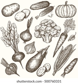 Set of vegetables handdrawn illustrations, in sketch, engraving style. Detailed isolated elements on white background, perfect for menu, book design. Vintage retro food images. 