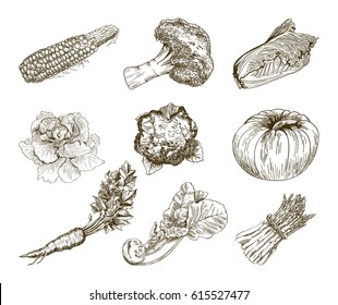Set of vegetables. Harvesting