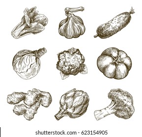 Set of vegetables. Harvesting