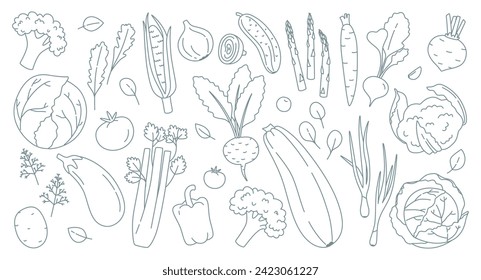 Set of vegetables and herbs in doodle style. Monochrome vector illustration. Vegetarian food, cabbage, zucchini, eggplant, carrots, tomatoes, cucumber, carrots, greens and others.