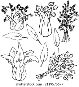 A set of vegetables and herbs .Doodles ,vector,black and white illustration,coloring book for adults and children.