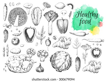 Set vegetables and herbs. Healthy vegetarian food. Vintage black and white illustration in the style of engravings. Hand drawn vector background. Watercolor stains.