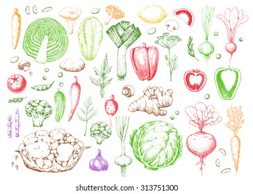 Set vegetables and herbs. Healthy vegetarian food. Vintage colorful illustration in the style of engravings. Harvest. Hand drawn vector background.