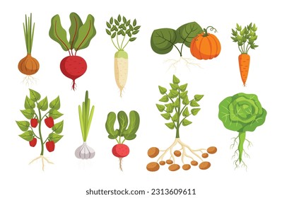 Set of Vegetables Onion, Beetroot, Daikon And Pumpkin. Carrot, Bell Pepper, Garlic, Radish, Potato And Cabbage Fresh Ripe Veggies Isolated on White Background. Cartoon Vector Illustration