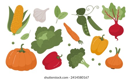 Set of vegetables. Pumpkin and corn, pepper and raddish, carrot and broccoli. Natural and organic products, healthy eating. Cartoon flat vector collection isolated on white background