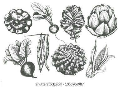 Set vegetables radishes, beets, beans, kale, romanesco, squash, corn, artichoke sketch. Vegetable collection hand drawing illustration vector