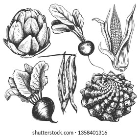 Set vegetables radishes, beets, beans,  romanesco, corn, artichoke sketch. Vegetable collection hand drawing illustration vector