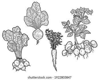 Set of vegetables. From root to green top. Sketch scratch board imitation. Black and white. Engraving vector illustration