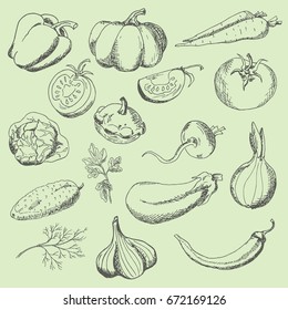 Set of vegetables: sweet pepper, pumpkin, tomato, carrot, turnip, parsley, dill, cucumber, cabbage, eggplant, onions, garlic, squash, hot peppers. The sketch marker. Vector