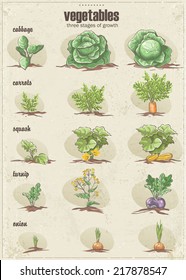 Set of vegetables with three stages of their growth.