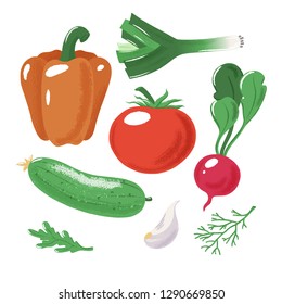 Set of vegetables - tomato, bell pepper, radish, bulb and leek onion, cucumber, garlic and ruccola, salad ingredients, textured vector illustration isolated on white background