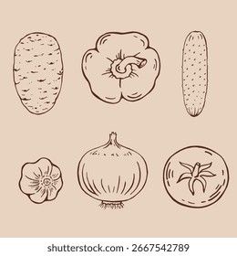 Conjunto de verduras. Tomate, cebolla, papa, pimienta, ajo, pepino. Ilustración vectorial dibujada a mano.