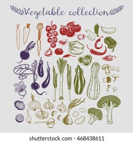 Set of vegetables vector collection hand drawn sketch color