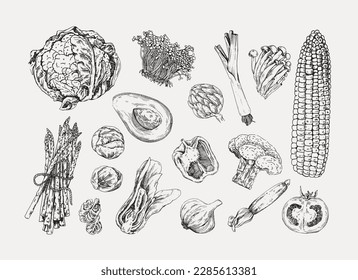 Set of vegetables vector drawing. Hand drawn on a white background. Avocado, cabbage, onion, asparagus, corn, tomato, garlic, paprika and others. Great for labels, posters, prints.