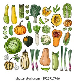 Set of vegetables vector food. Cabbage, pumpkin, zucchini, corn