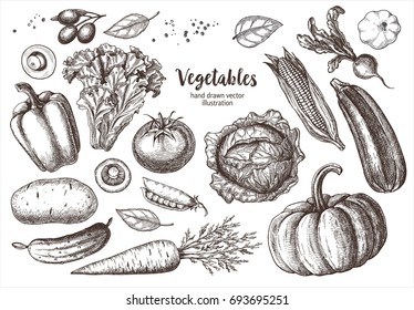 Set Vegetables. Vector Hand Drawn Vintage Engraving Illustration For Poster, Label And Menu.