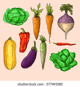 Set of vegetables. Vector illustration.