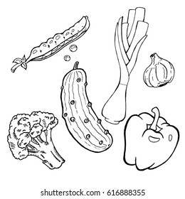 Set of vegetables. Vector illustration set of cucumber, broccoli, peas, pepper, onion, garlic. Hand drawn summer vegetables sweet pepper, green onion, green peas, cucumber.