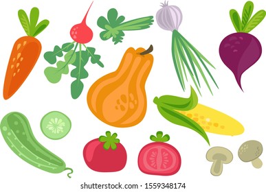 Set of vegetables vector tomato, cucumber, pumpkin, mushroom, radish, carrots, onions, beets, greens