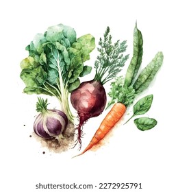 A set of vegetables in vector watercolor Harvest and fruits of nature for Thanksgiving, a collection of food for restaurants, menus, posters and grocery bags: radishes, carrots, cabbage, onions